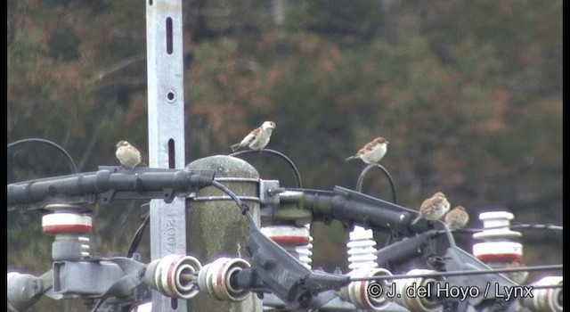 Russet Sparrow - ML201383121