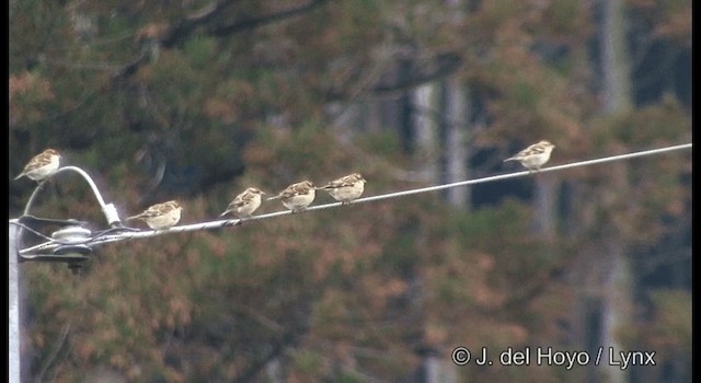 Gorrión Rutilante - ML201383131