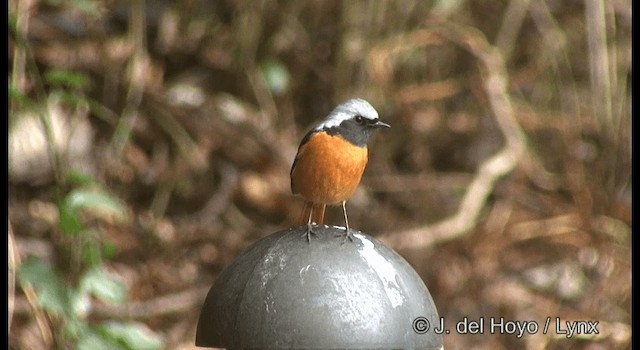 Rougequeue aurore - ML201383171