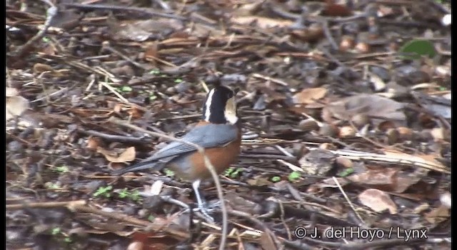 Varied Tit - ML201383181