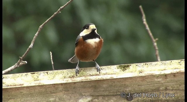 Varied Tit - ML201383191