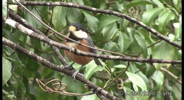 Varied Tit - ML201383201