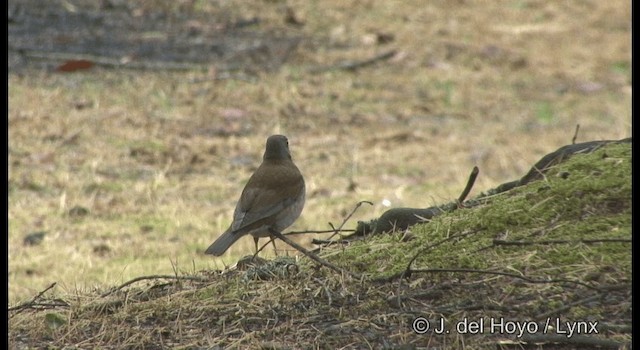 シロハラ - ML201383211