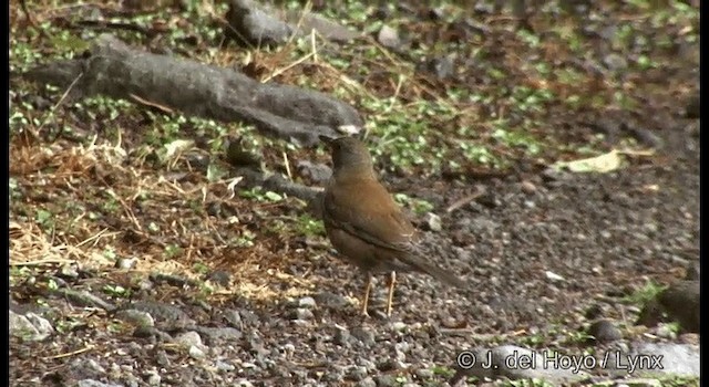 シロハラ - ML201383221