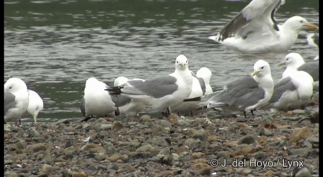 Black-legged Kittiwake (pollicaris) - ML201383261