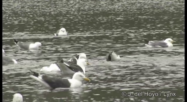 Black-legged Kittiwake (pollicaris) - ML201383281