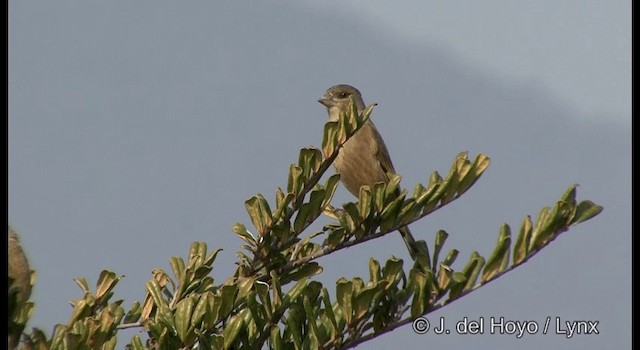 Oriental Greenfinch - ML201383351