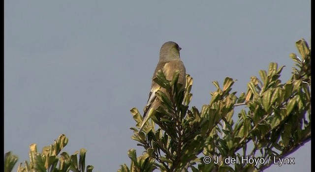 Oriental Greenfinch - ML201383361