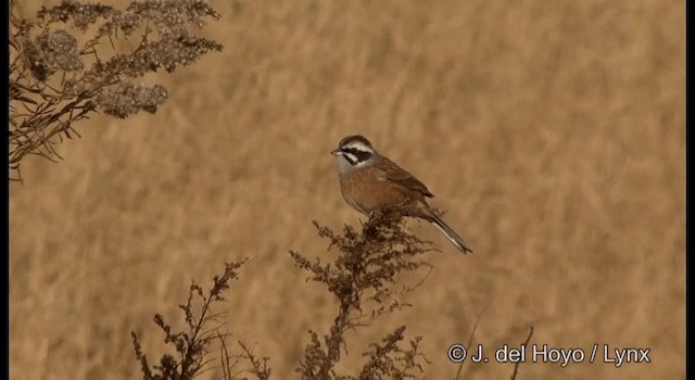 Meadow Bunting - ML201383541