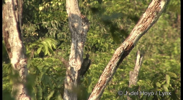 Lineated Woodpecker (Lineated) - ML201383551