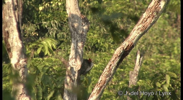 Lineated Woodpecker (Lineated) - ML201383561