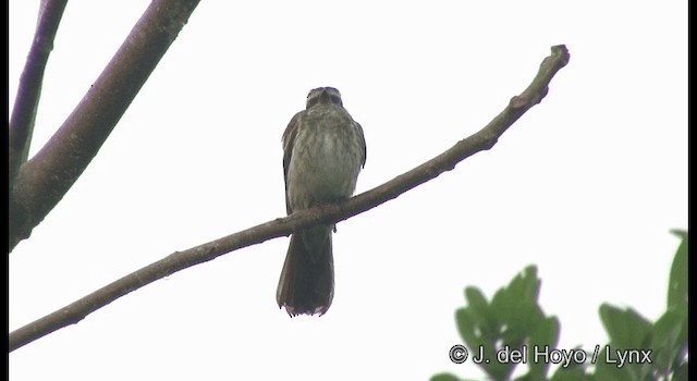 Variegated Flycatcher - ML201383571