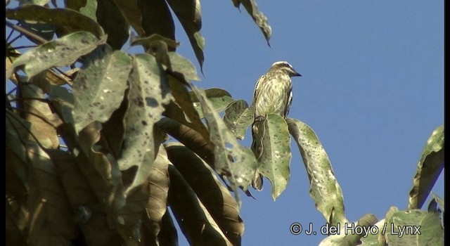 Variegated Flycatcher - ML201383581