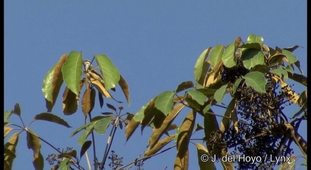 Variegated Flycatcher - ML201383591