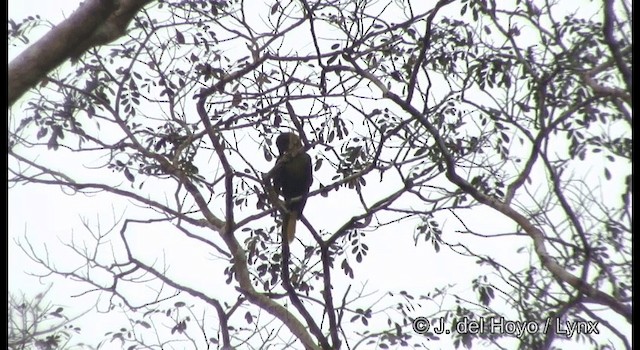 amazonoropendola (yuracares/neivae) - ML201383641
