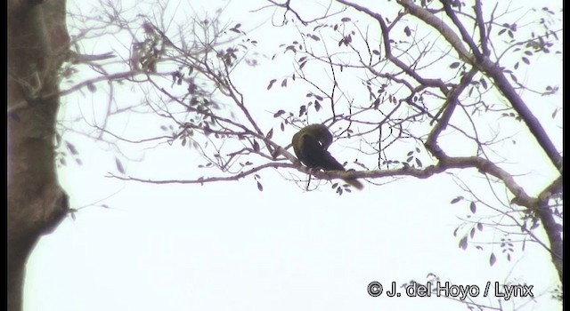amazonoropendola (yuracares/neivae) - ML201383651