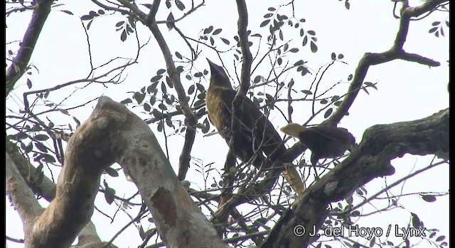 amazonoropendola (yuracares/neivae) - ML201383661