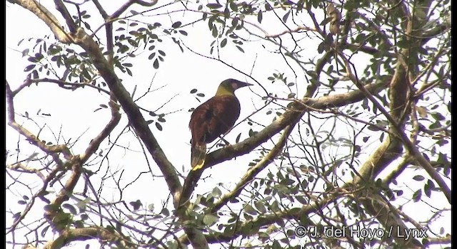 amazonoropendola (yuracares/neivae) - ML201383671