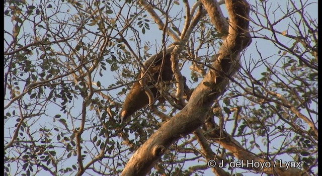 amazonoropendola (yuracares/neivae) - ML201383681