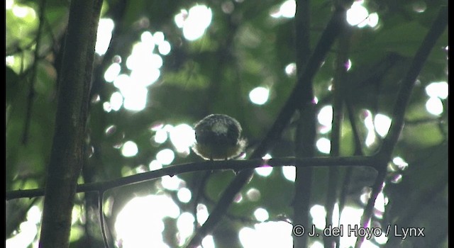 Snow-capped Manakin - ML201383731