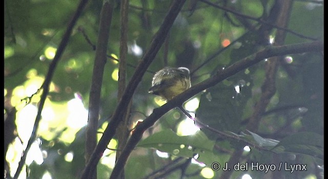 Snow-capped Manakin - ML201383741