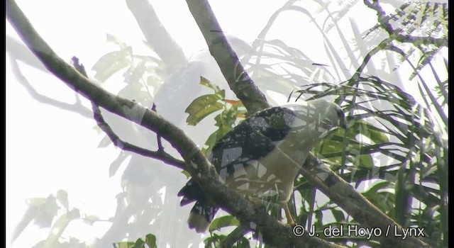 White Hawk (Black-tailed) - ML201383761