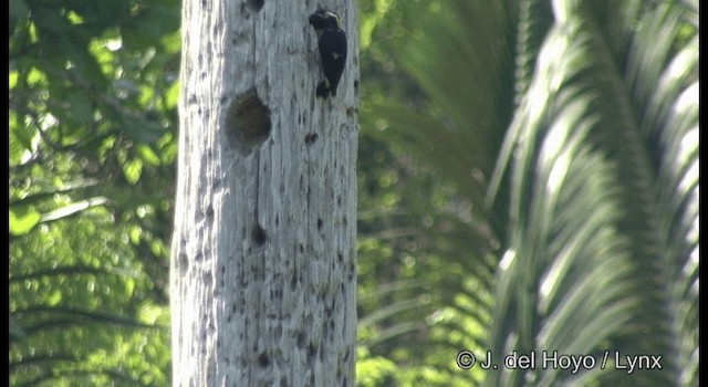 Yellow-tufted Woodpecker - ML201383801