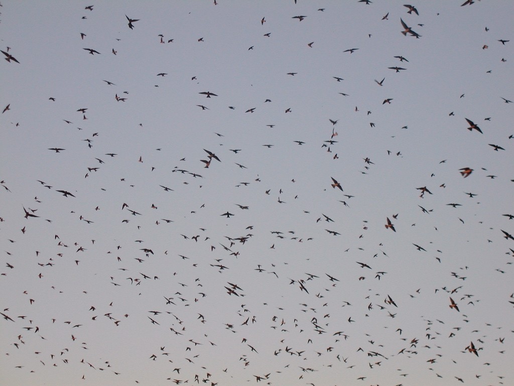 Purple Martin - ML20138381