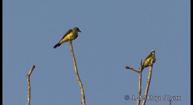 Strichelbrust-Maskentyrann - ML201383891