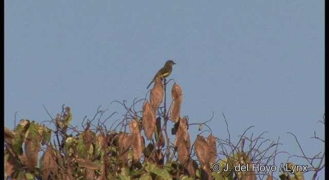 Dusky-chested Flycatcher - ML201383901