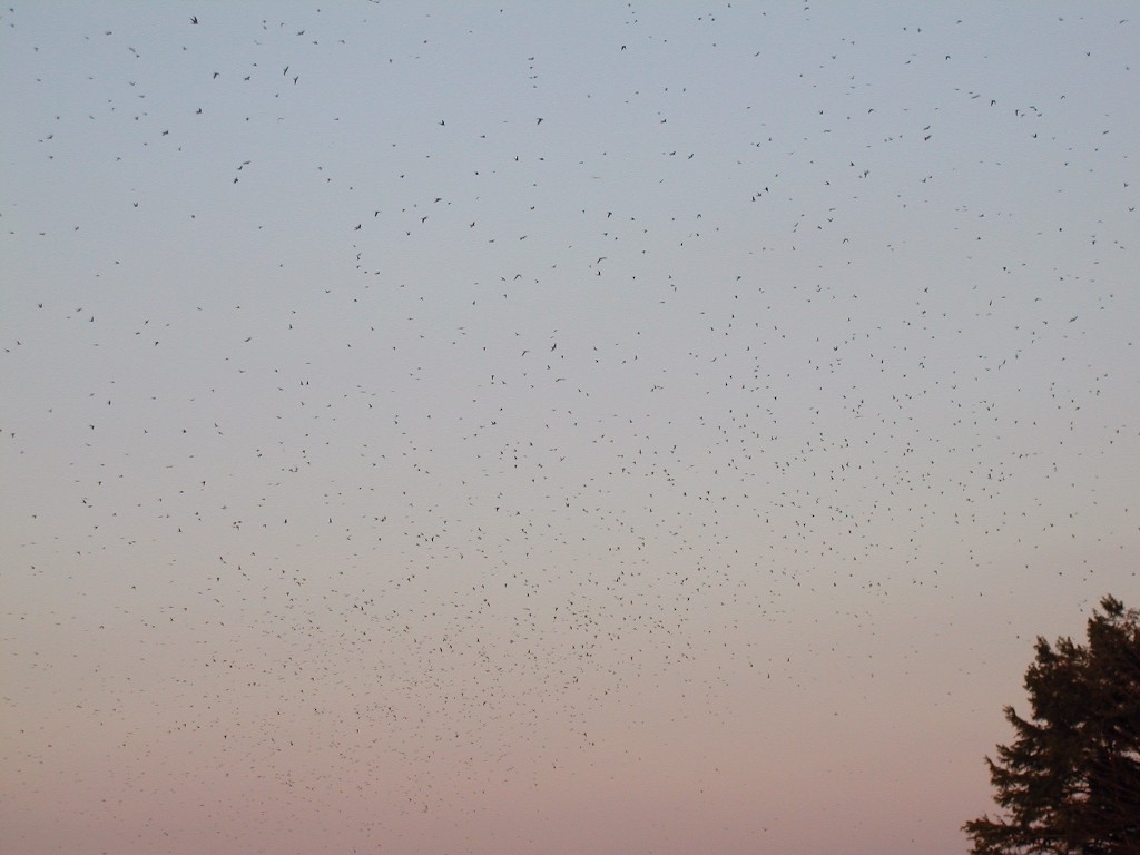 Purple Martin - ML20138391