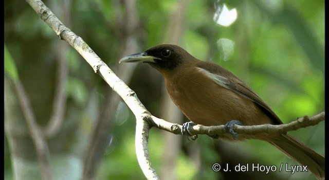 Rennell Shrikebill - ML201383921