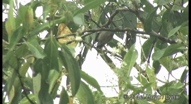 Amazonian Streaked-Antwren - ML201383931