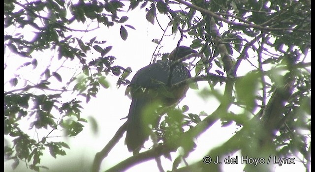 White-crested Guan - ML201383941