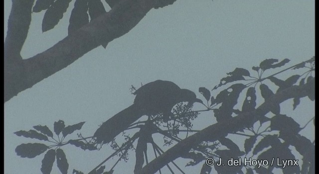 White-crested Guan - ML201383951