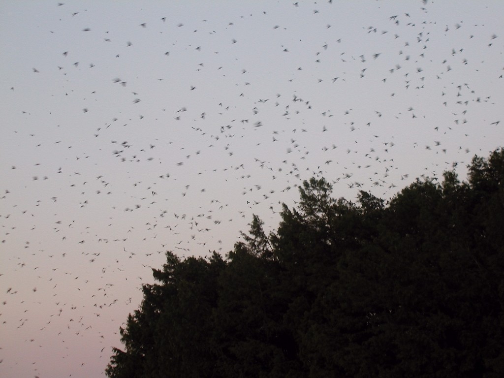 Purple Martin - ML20138401