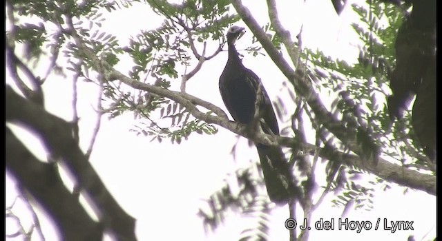 Red-throated Piping-Guan (Gray-crested) - ML201384021