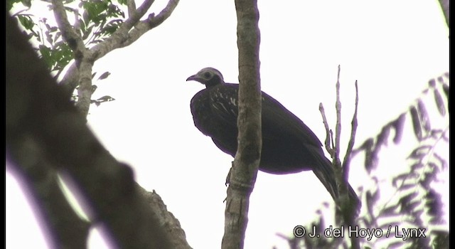 Red-throated Piping-Guan (Gray-crested) - ML201384031