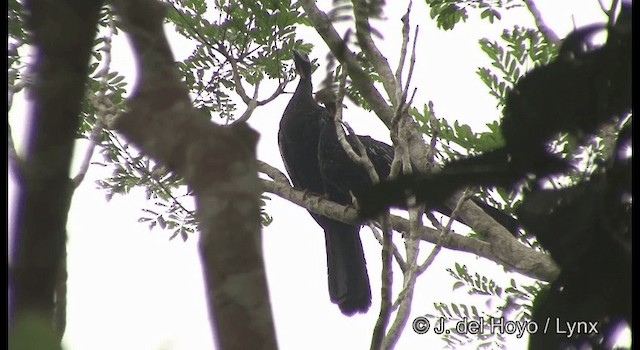 guan červenohrdlý (ssp. cujubi) - ML201384041