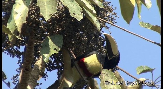 Black-necked Aracari - ML201384101