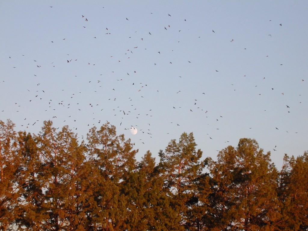 Purple Martin - ML20138411