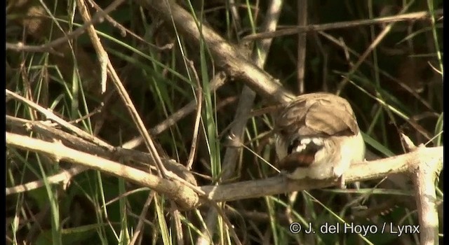 Indian Silverbill - ML201384121