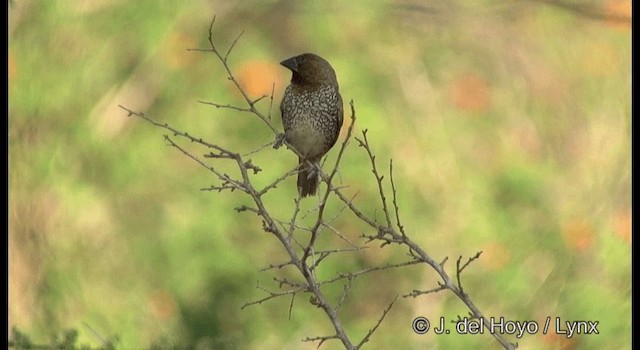 Scaly-breasted Munia - ML201384131