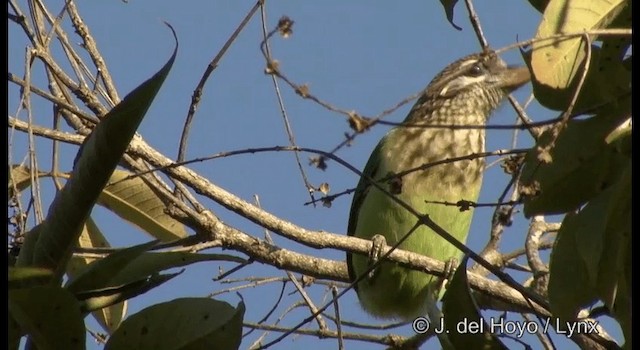 White-cheeked Barbet - ML201384141