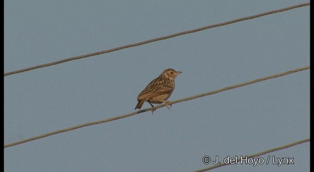 Jerdon's Bushlark - ML201384151