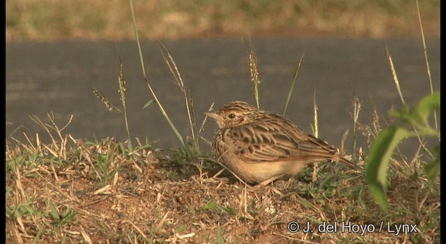 Jerdon's Bushlark - ML201384161