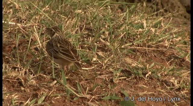 Jerdon's Bushlark - ML201384171