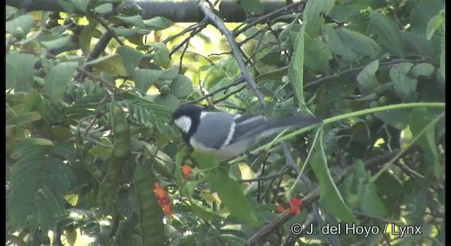 Cinereous Tit - ML201384201