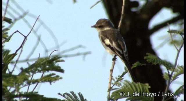 Minivet Ventriblanco - ML201384231