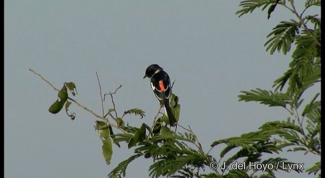 White-bellied Minivet - ML201384241